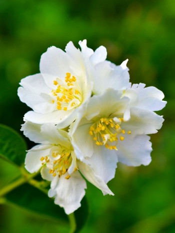 Soñar con jazmines: la energía positiva de las flores en sueños