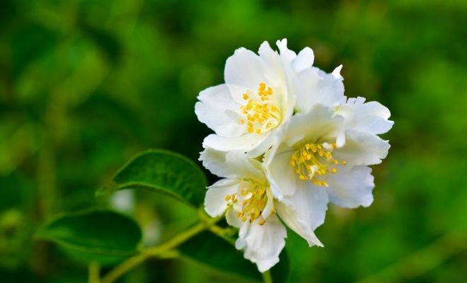 Soñar con jazmines: la energía positiva de las flores en sueños