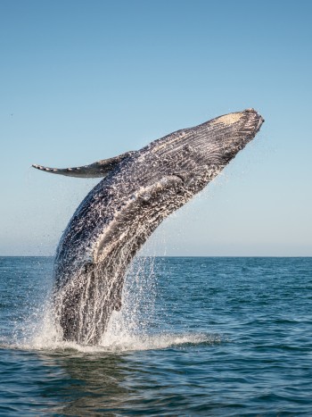 Libertad y poder en el significado de los sueños con ballenas