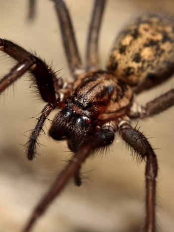 La pesadilla de soñar con arañas en la cama y su significado