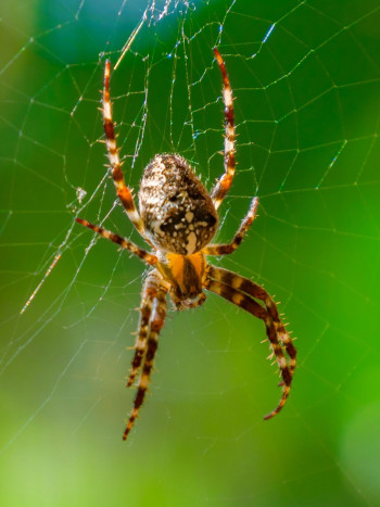 Soñar con arañas no siempre es negativo: significado del sueño