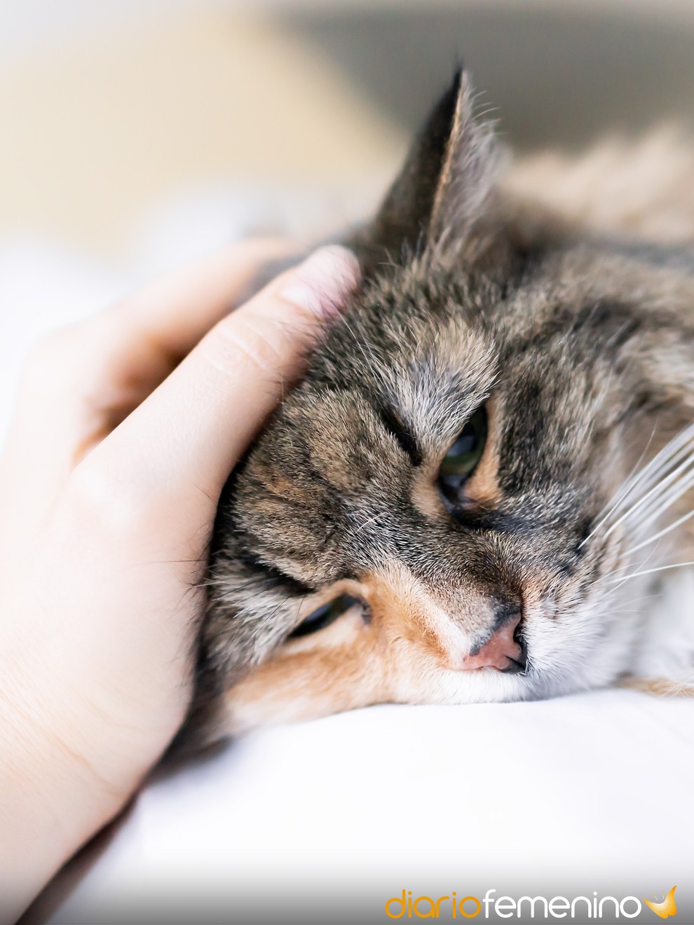 Soñar gatos enfermos: llegado momento de actuar
