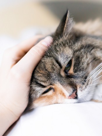 Soñar con gatos enfermos: ha llegado el momento de actuar
