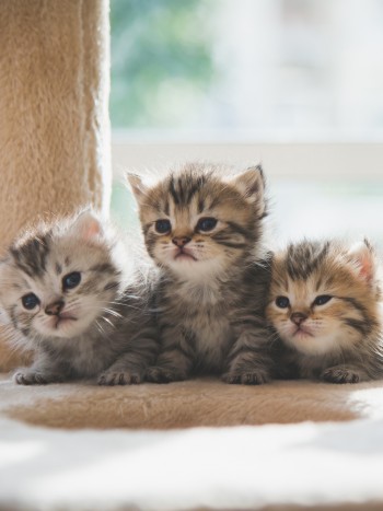 Saca a relucir tu instinto protector al soñar con gatos recién nacidos