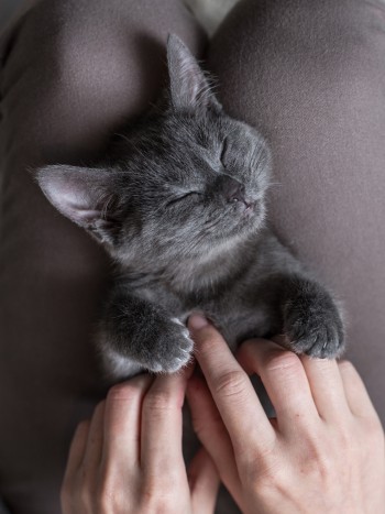 Soñar con gatos pequeños: derrocha todo tu cariño