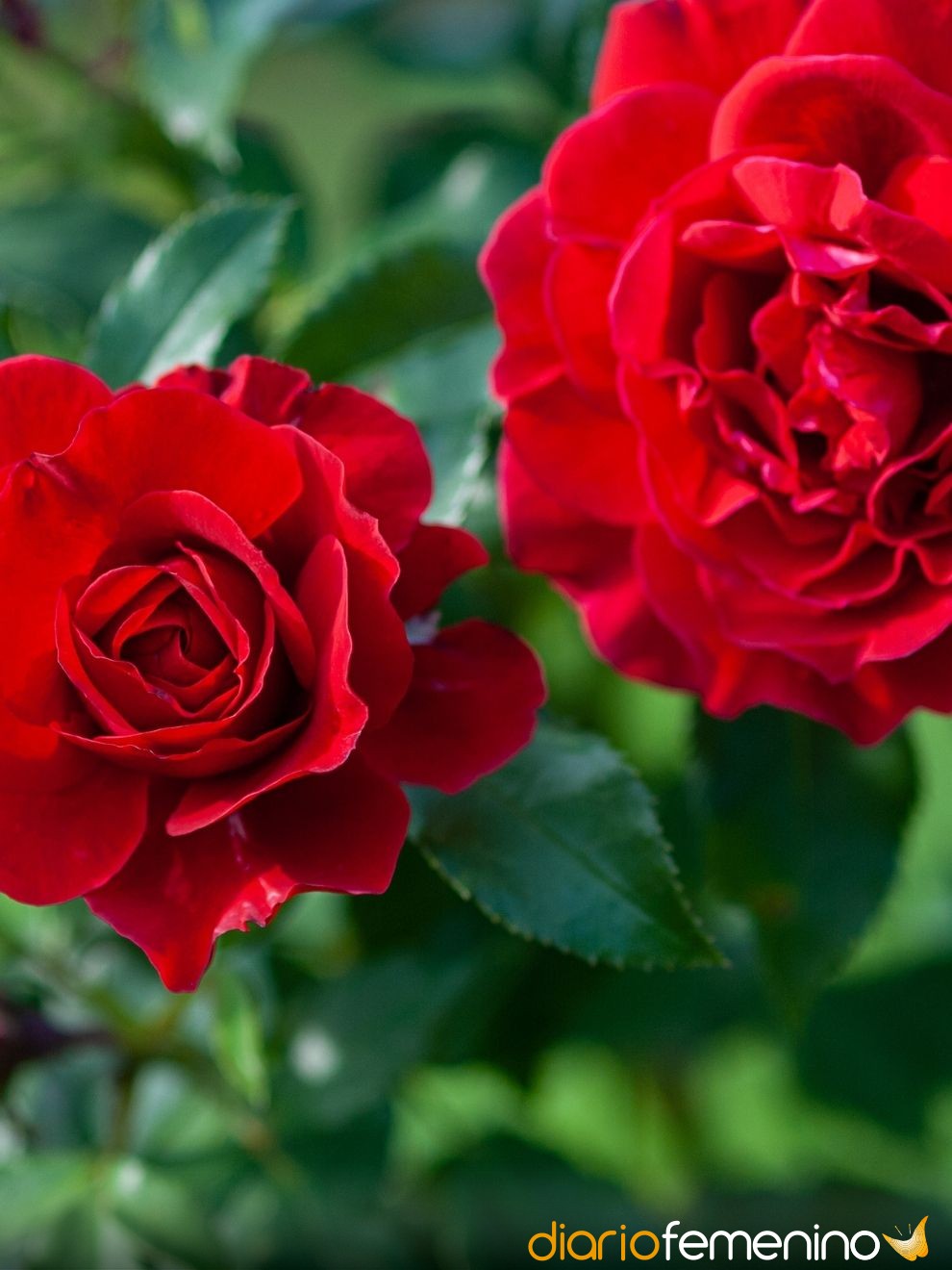 Soñar con flores rojas: sus significados relacionados con el amor