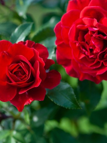 Soñar con flores rojas: sus significados relacionados con el amor