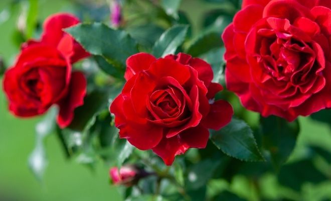 Desafortunadamente estar impresionado Obediente Soñar con flores rojas: sus significados relacionados con el amor