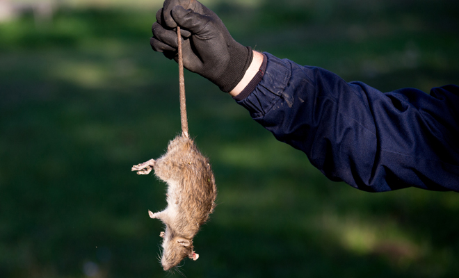 Soñar con ratones; descubre el significado de soñar con roedores
