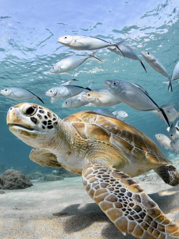 Soñar con tortugas da buena suerte: descubre el significado de tu sueño
