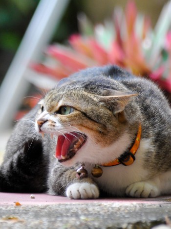 Soñar con gatos que te atacan: protégete de los falsos amigos