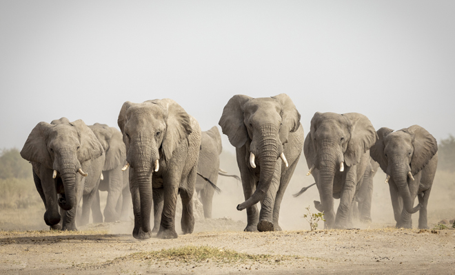 Qué significado tiene soñar con varios elefantes