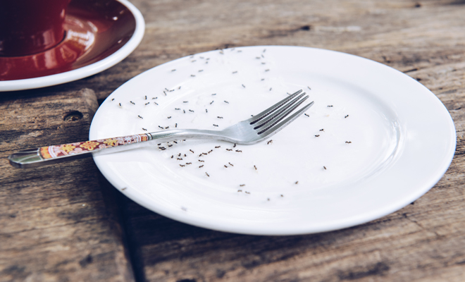 Qué significado tiene soñar con comer hormigas