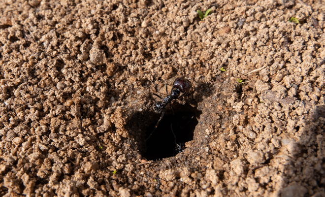 Soñar con un hormiguero: ¿qué significa?