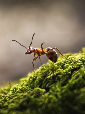 El peligro de soñar con hormigas: significado de las hormigas en sueños