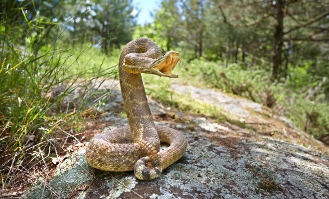 Todos los significados de soñar que una serpiente te muerde