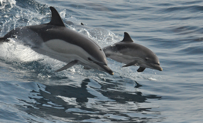 ¿Qué significado tiene soñar con delfines que te atacan?