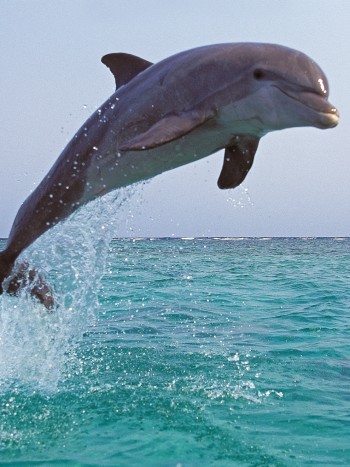 Significado de soñar con delfines: vas por el buen camino