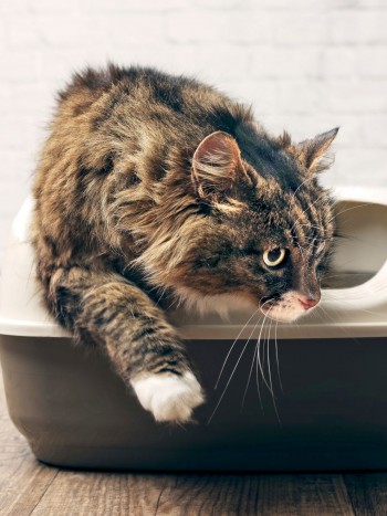 Soñar con caca de gato: sus significados (positivos y negativos)