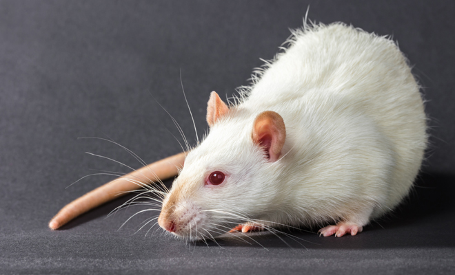 Integrar brandy Pulido Soñar con ratas blancas: renueva tus relaciones