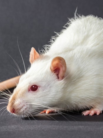 Soñar con ratas blancas: renueva tus relaciones