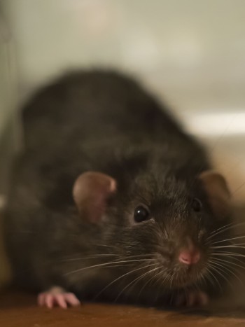 El desagradable significado de soñar con ratas grandes