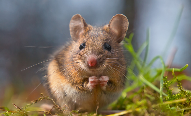 Soñar que un ratón me persigue: significado