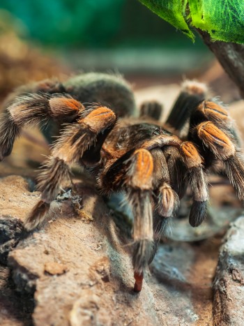 Soñar con tarántulas: vence tus miedos en los sueños