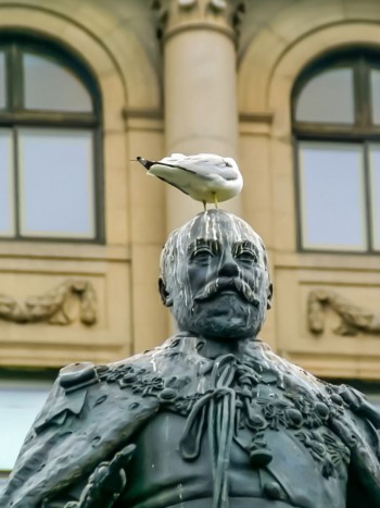 Malos augurios al soñar con caca de pájaro: ¿qué significa exactamente?