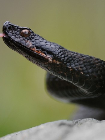 Soñar con una serpiente negra: afronta tus miedos