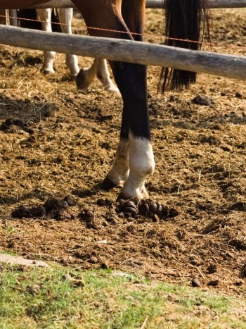 ¡Sorpresa! Soñar con caca de caballo tiene MUY buenos augurios