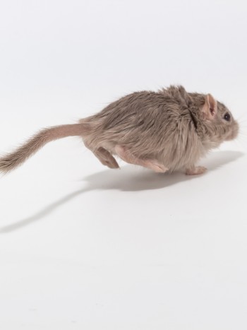 Soñar con ratas corriendo: ¿las personas tóxicas te rodean?