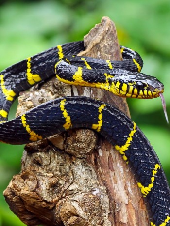 ¿Qué significa soñar con serpientes que no te hacen nada ni te atacan?