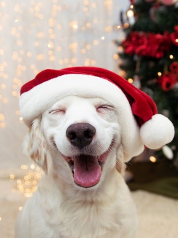 Frases de Navidad y Año Nuevo divertidas: mensajes navideños graciosos