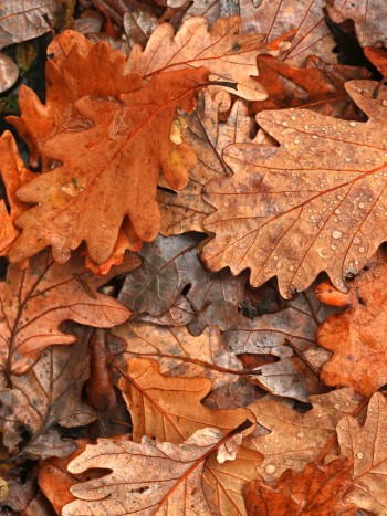 Soñar con hojas secas o caídas de los árboles: es hora de reflexionar