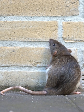Soñar con ratas grises: influencias negativas
