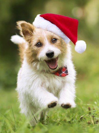 Nombres navideños para perros