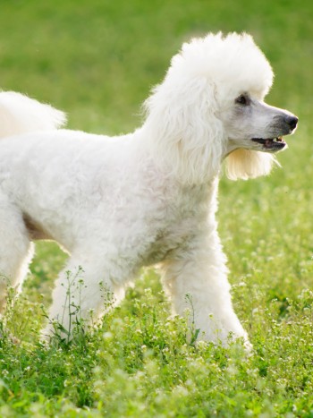 Significado de soñar con un caniche: comparte tu alegría