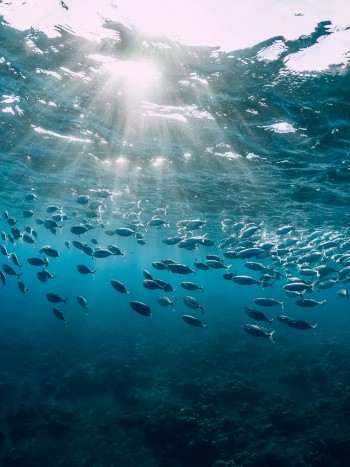 Soñar con peces muertos: ¿un mal presagio?