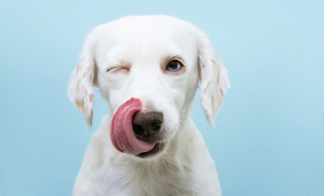 Bonitos nombres de perros para 2022