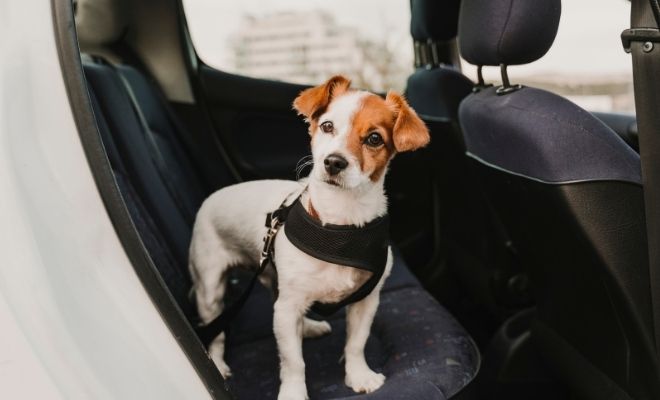Ideas de apodos para perros en 2022