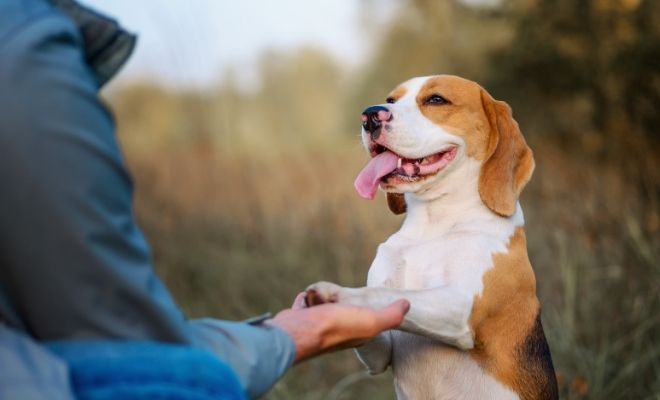 Nombres para perros originales en 2022
