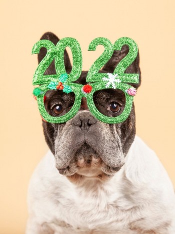 22 nombres para perros que son tendencia en 2022: apodos con significado