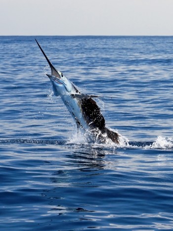 Soñar con un pez espada: ¿te proteges o atacas?