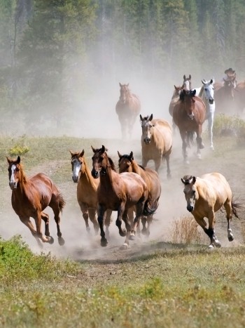 El significado de soñar con una estampida de animales