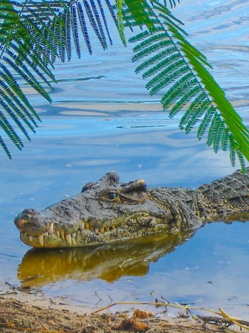 Cuidado al soñar con cocodrilos en agua sucia