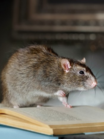 Soñar con ratas marrones, ¿qué significa?