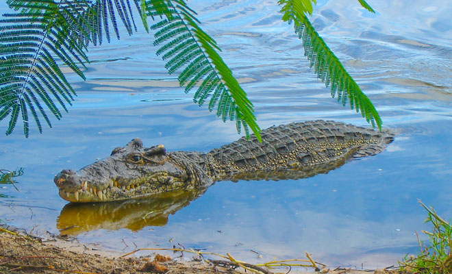 Actualizar 98+ imagen que significa soñar con un cocodrilo en el agua