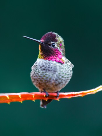 El colibrí maya: una curiosa leyenda mexicana que ensalza la libertad