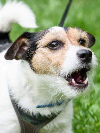 El significado de soñar con perros que no paran de ladrar